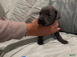 Cane Corso dogs Cane Corso Puppy 2 - Ad 38