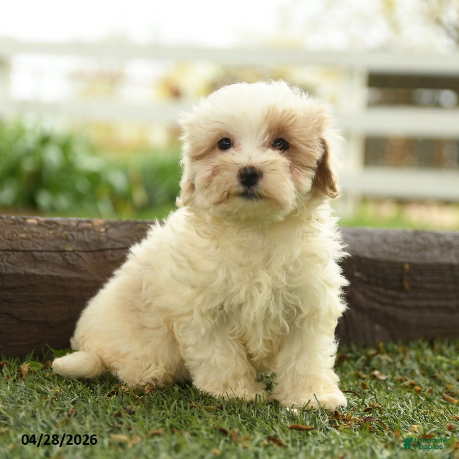 Maltipoo dogs Nova  - Ad 1