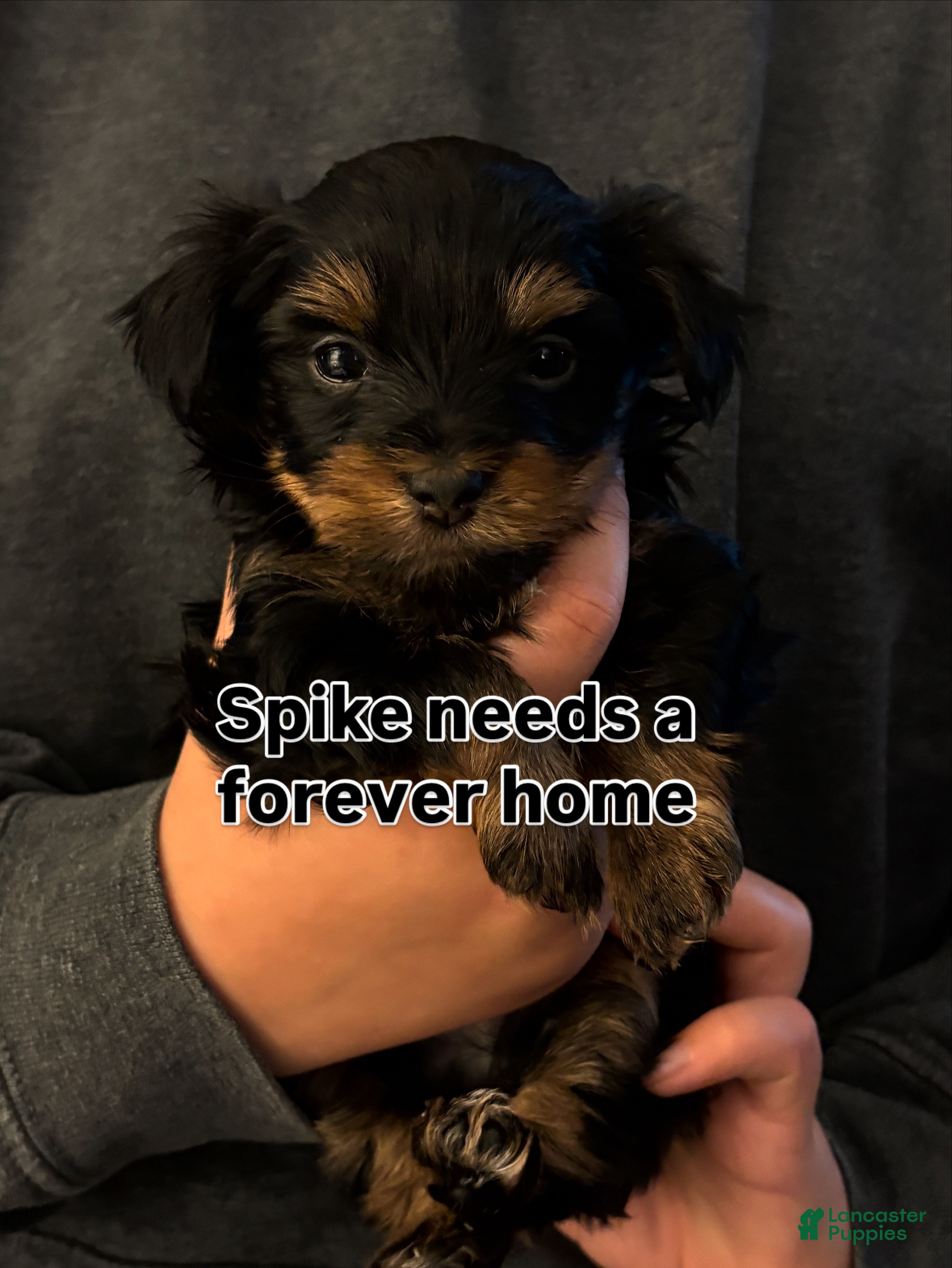 Yorkshire Terrier dogs  Puppy 2 - Ad 12