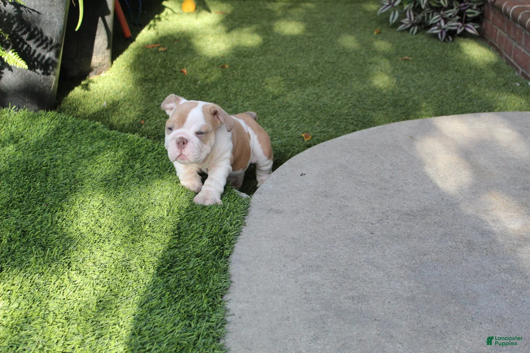 English Bulldog dogs for sale: English Bulldog Puppy 1 - Ad 7