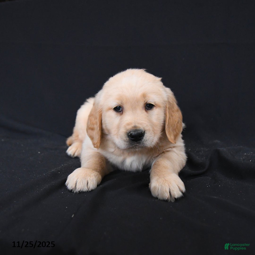 Golden Retriever dogs for sale: Robin  - Ad 3