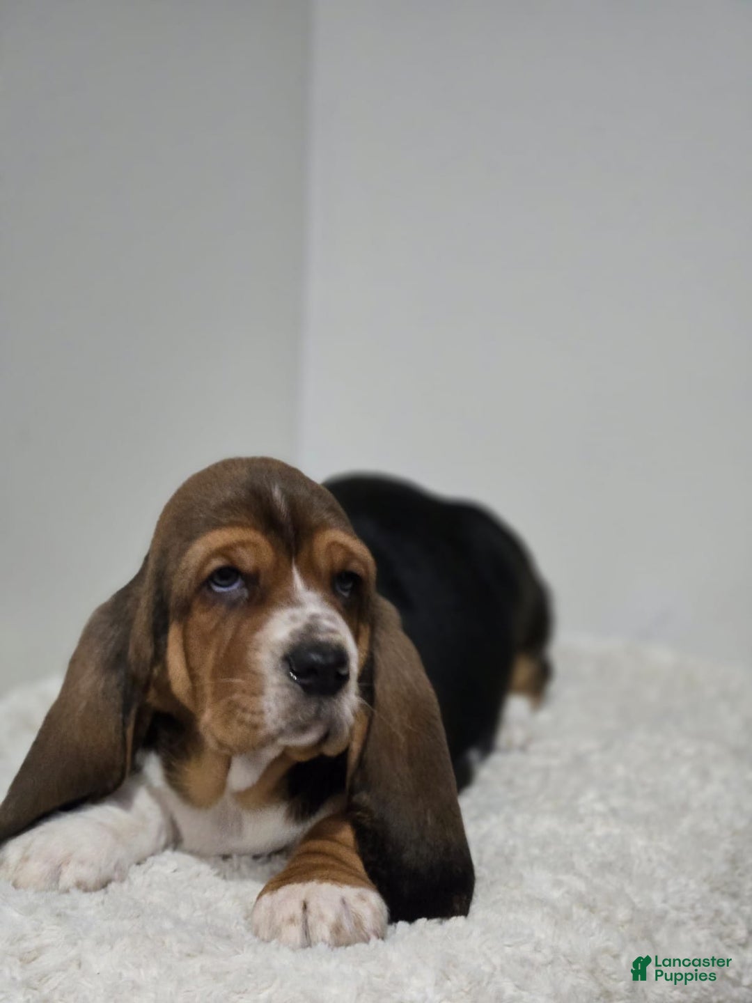 Basset Hound dogs for sale: Snoopy - Ad 2