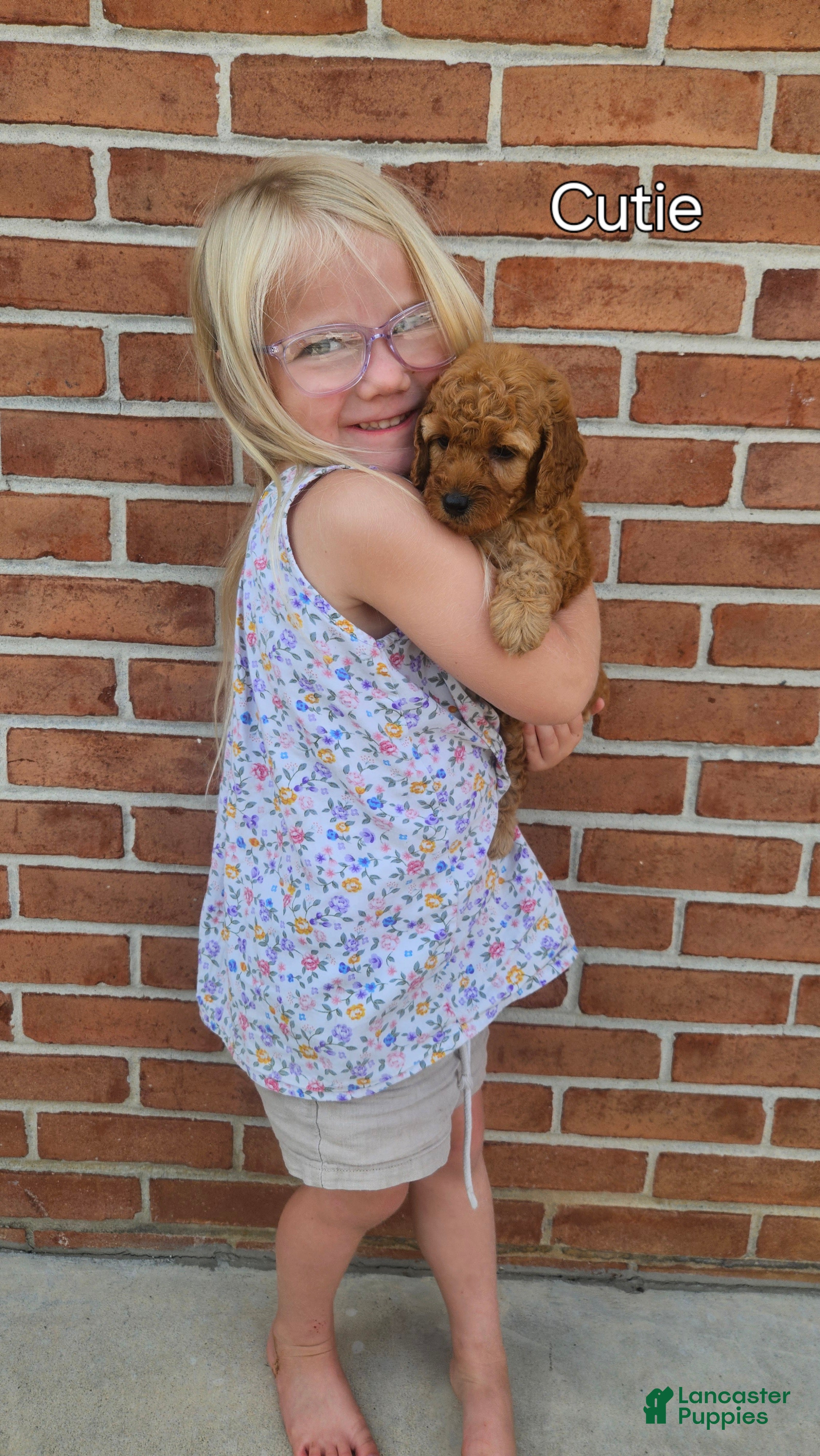 Mini Goldendoodle dogs for sale: Cutie - Ad 2