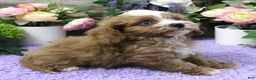 Cavapoo dogs for sale: Autumn's #5 Male - Ad 8