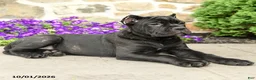 Cane Corso dogs for sale: Cali  - Ad 5