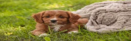 Cavapoo dogs for sale: Avery Cavapoo  - Ad 13