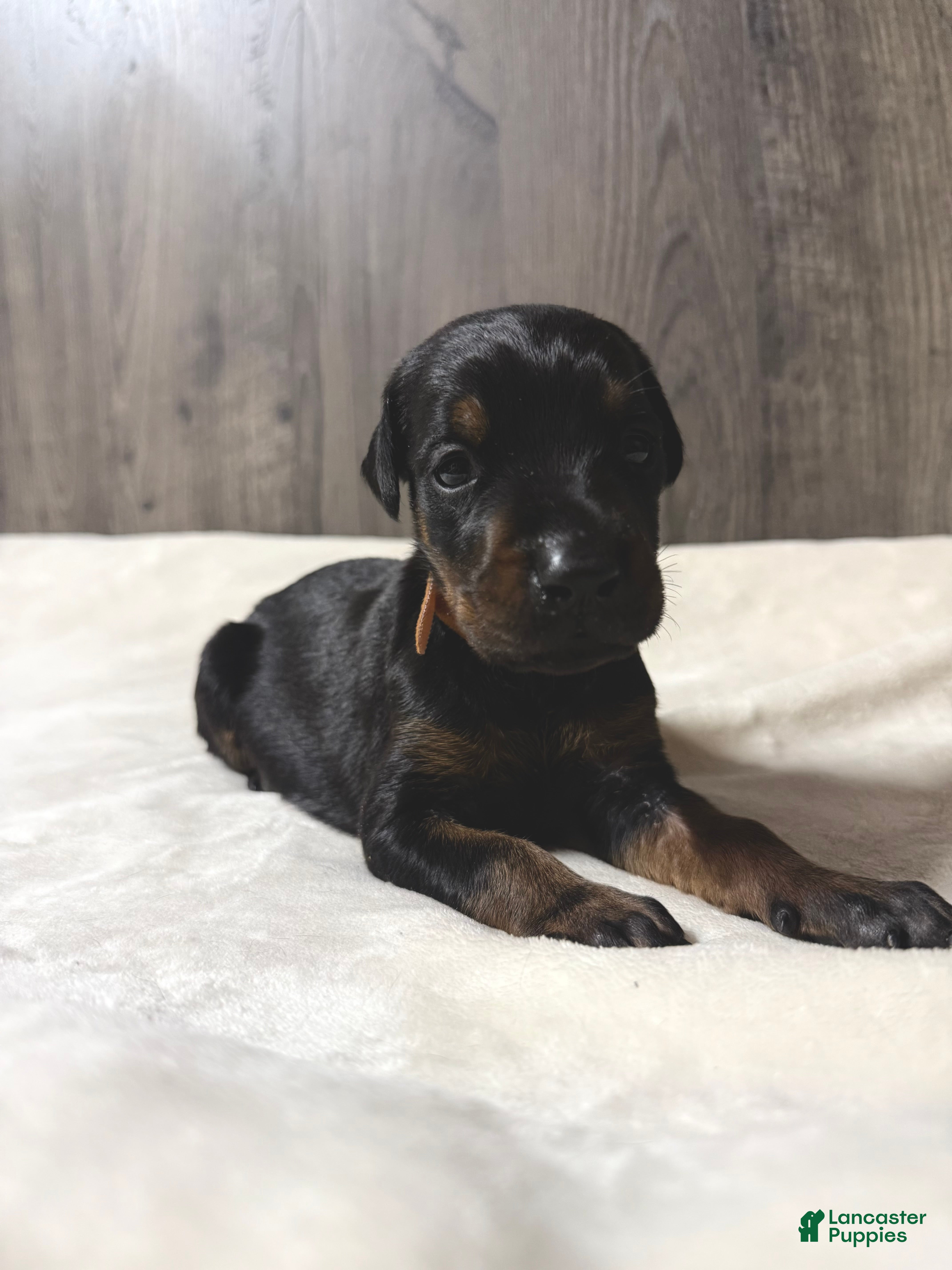Doberman Pinscher dogs Kodiak - Ad 2