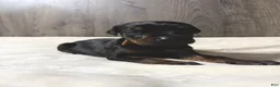 Doberman Pinscher dogs for sale: Kodiak - Ad 2