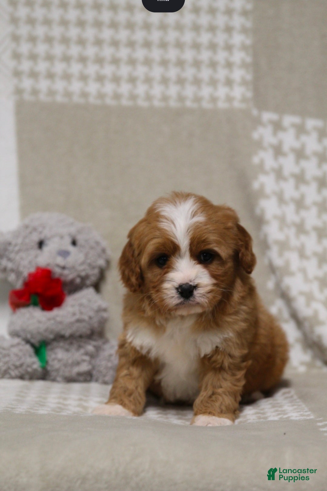 Cavapoo dogs Cooper - Ad 1