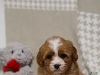 Cavapoo dogs for sale: Cooper - Ad 1