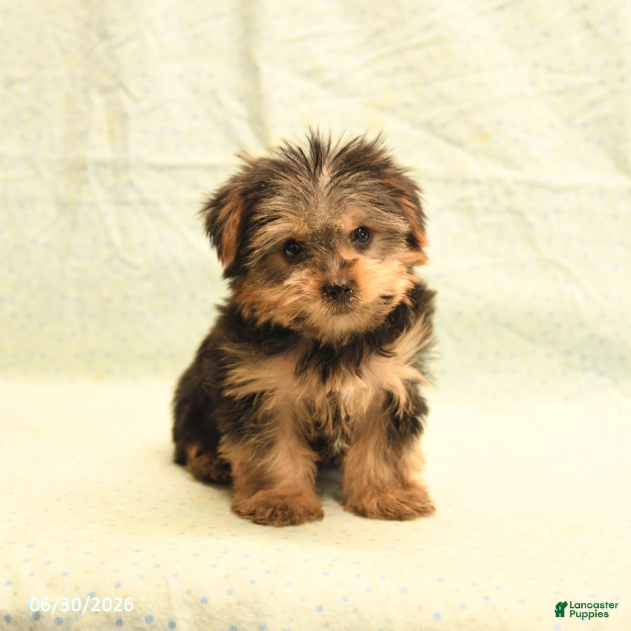 Yorkshire Terrier dogs Harold - Ad 2