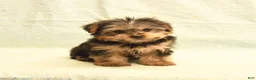 Yorkshire Terrier dogs for sale: Harold - Ad 2