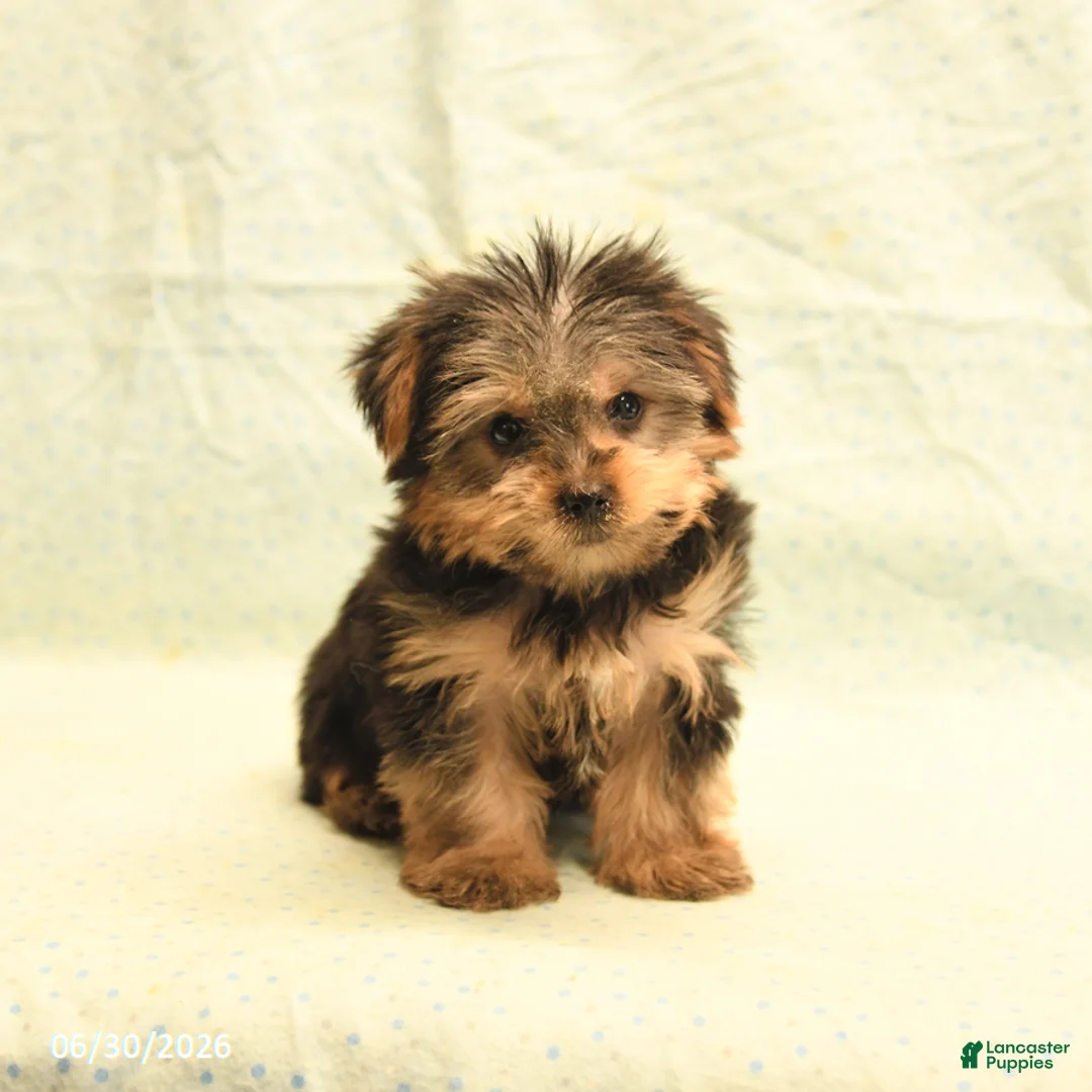 Yorkshire Terrier dogs for sale: Harold - Ad 2