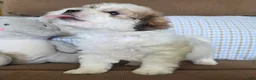 Maltipoo dogs for sale: Teddy - Ad 9