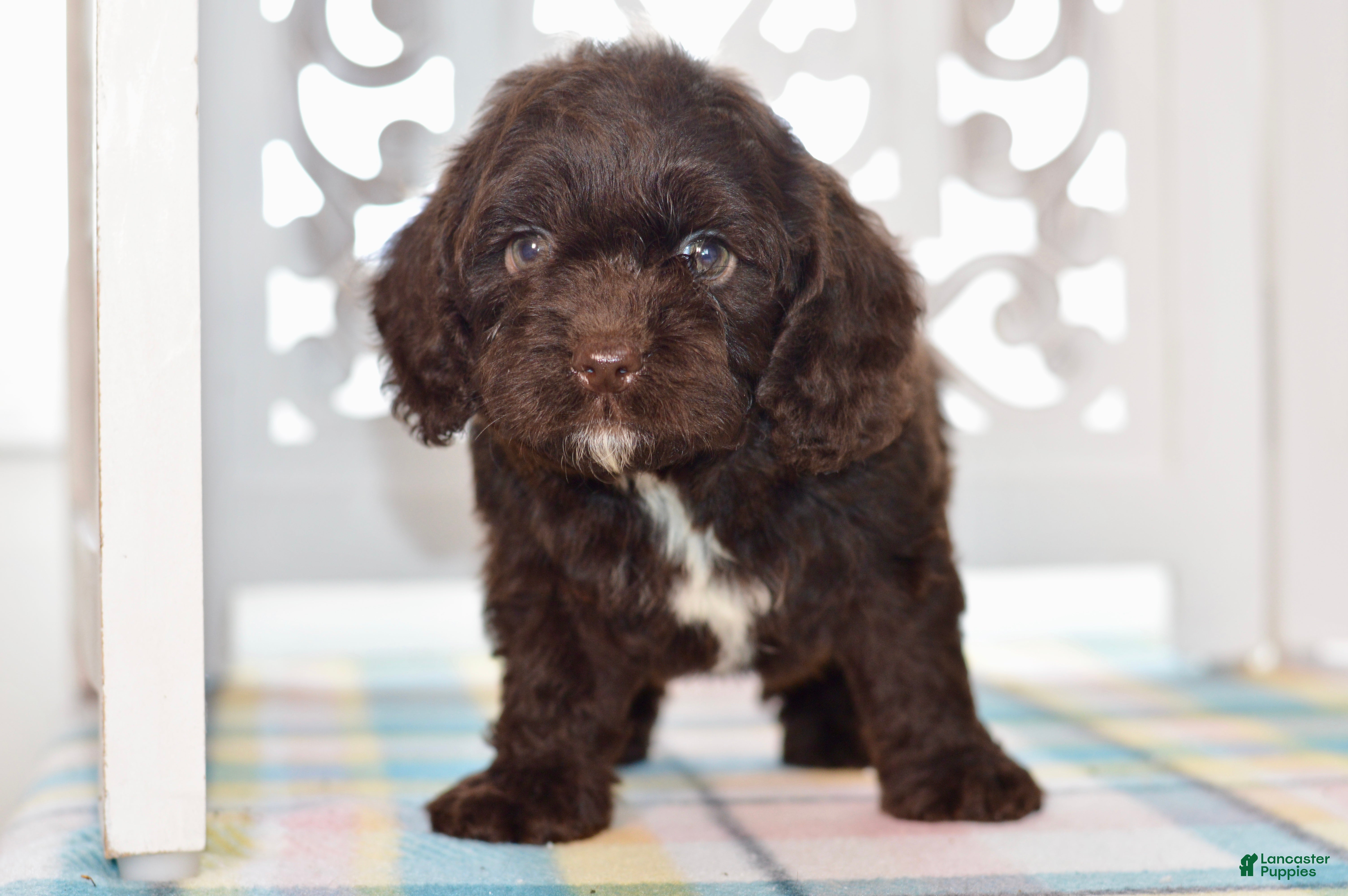 Cockapoo dogs Claire - Ad 1