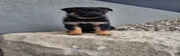 German Shepherd dogs for sale: Almanzo - Ad 2