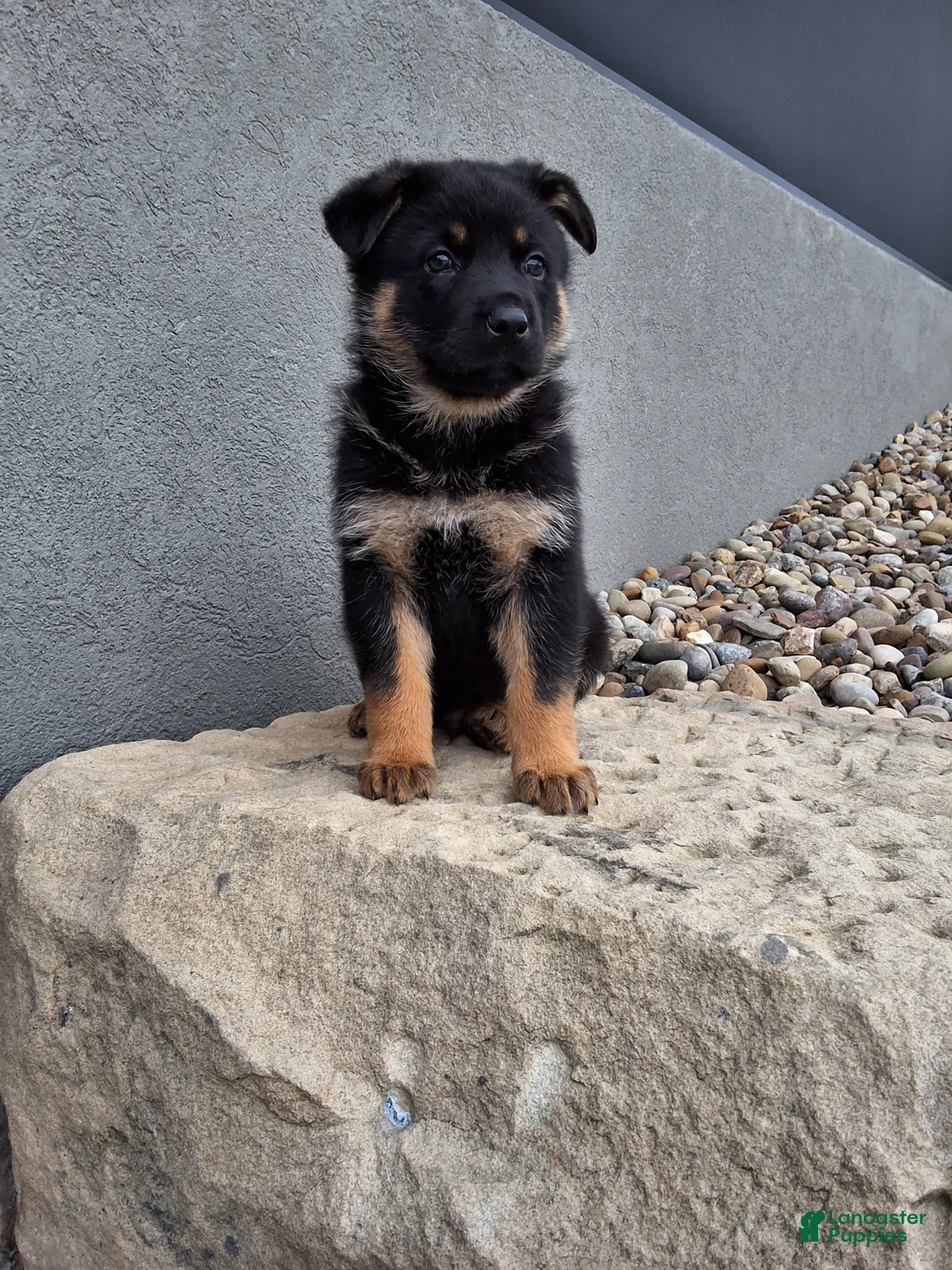 German Shepherd dogs for sale: Almanzo - Ad 2
