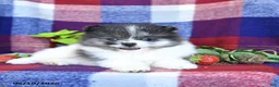 Pomeranian dogs for sale: Fiddle - Ad 5