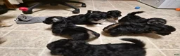 Malshi dogs for sale: Coco - Ad 1