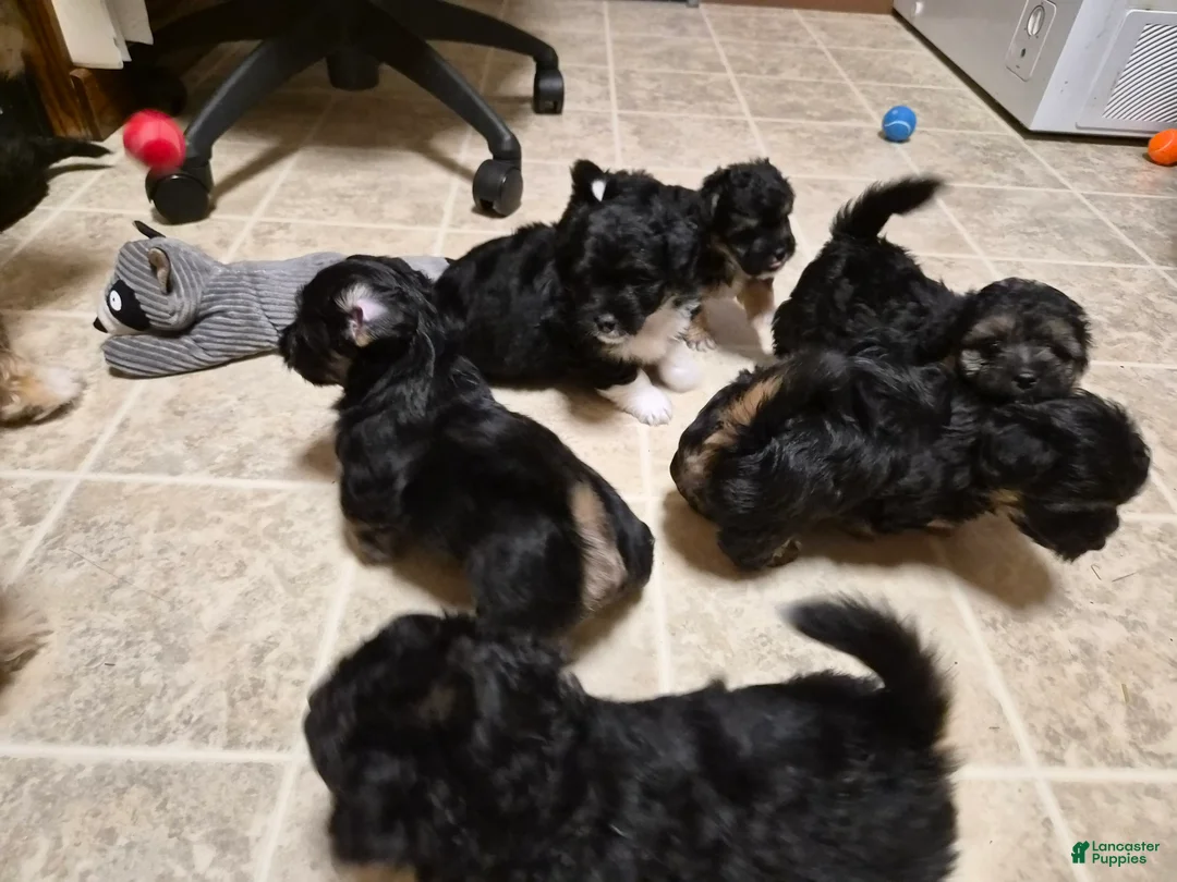 Malshi dogs for sale: Coco - Ad 1