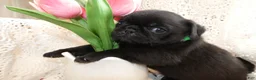 Pug dogs for sale: Pug 1 Rex - Ad 4