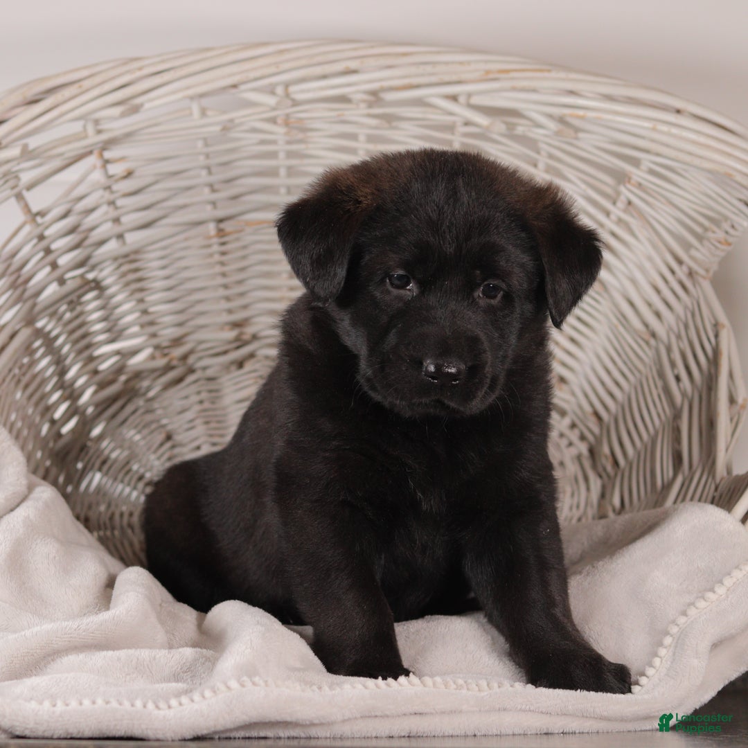 Mixed Breed dogs for sale: Petunia - Ad 3