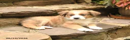 Australian Shepherd dogs for sale: Murphy - Ad 3