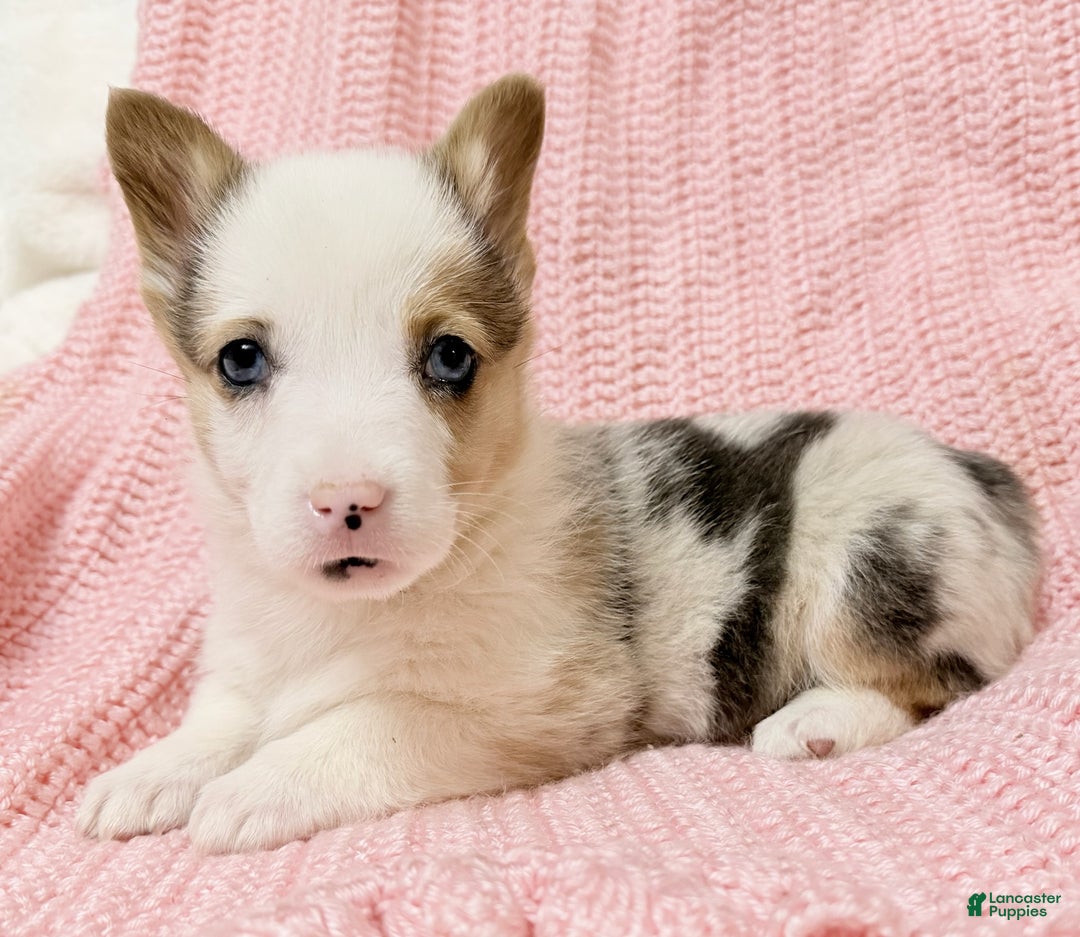 Welsh Corgi Pembroke dogs for sale: Pebbles - Ad 3