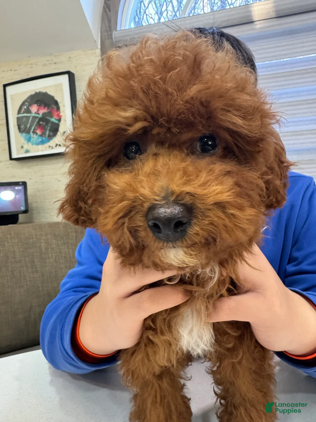 Toy Poodle dogs for sale: Mocha - Ad 1