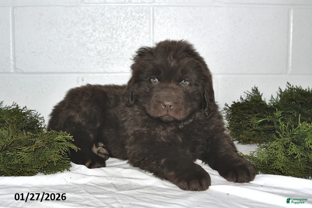 Newfoundland dogs for sale: Nicholas - Ad 2