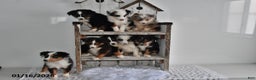 Australian Shepherd dogs for sale: Shadow - Ad 2