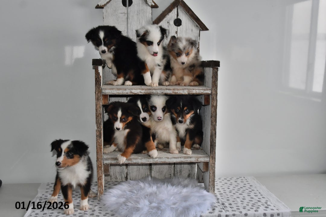 Australian Shepherd dogs for sale: Shadow - Ad 2