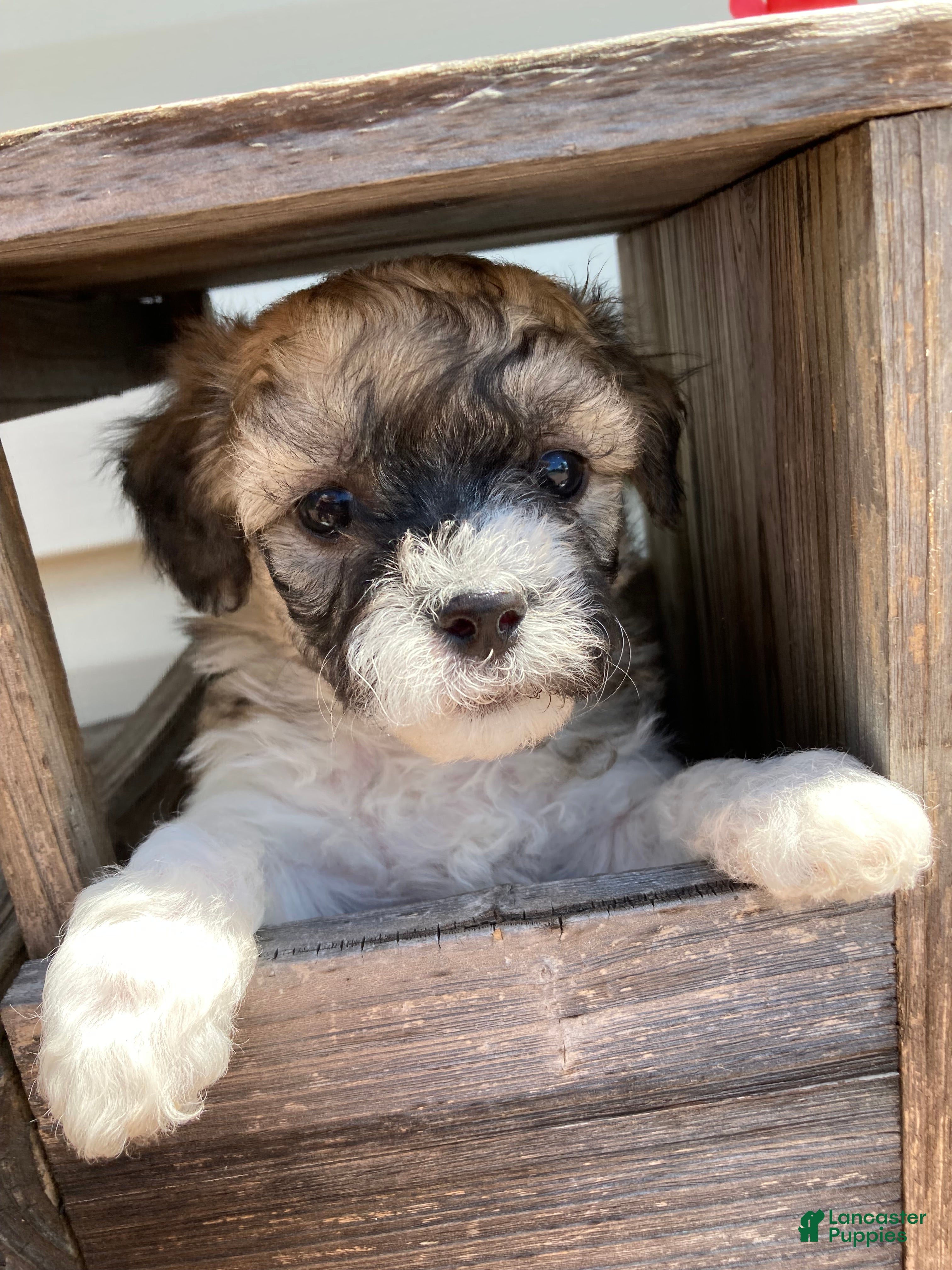 Mixed Breed dogs Niki - Ad 1