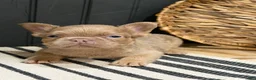 French Bulldog dogs for sale: Butterscotch - Ad 13