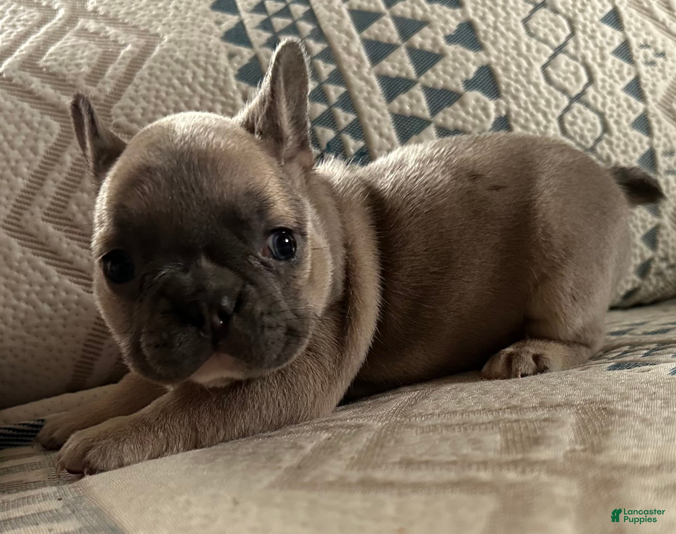 French Bulldog dogs French Bulldog Puppy 4 - Ad 2