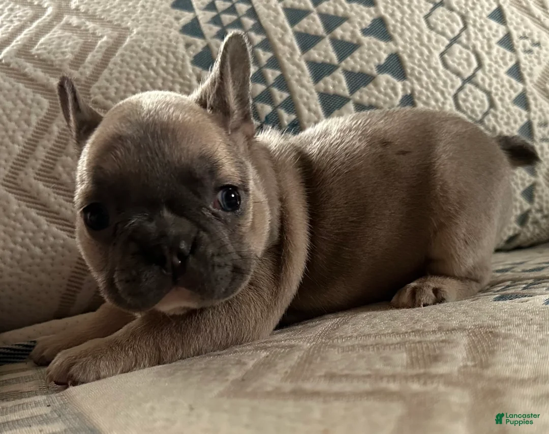 French Bulldog dogs for sale: French Bulldog Puppy 4 - Ad 2