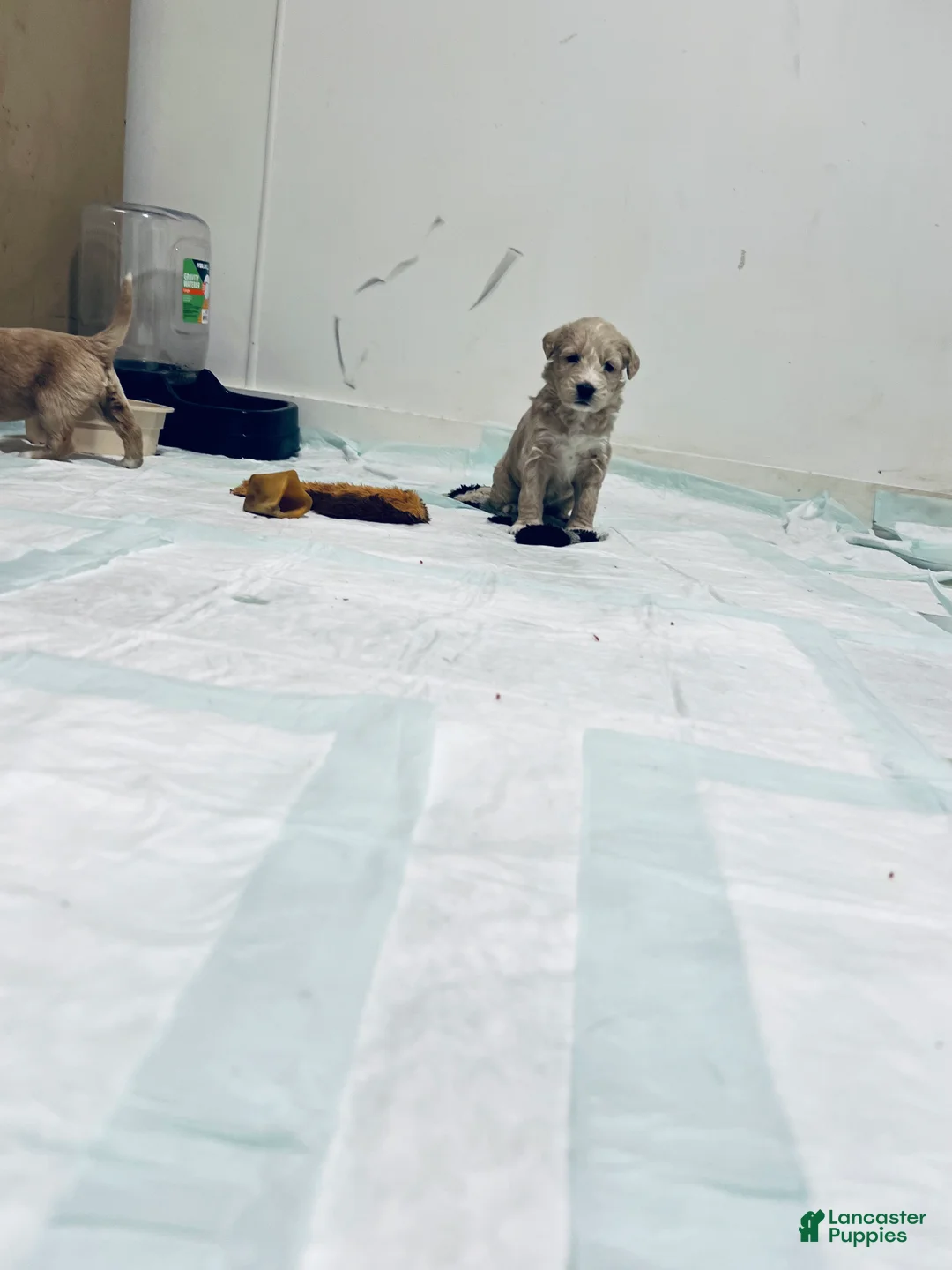 Mixed Breed dogs for sale: Marley - Ad 4