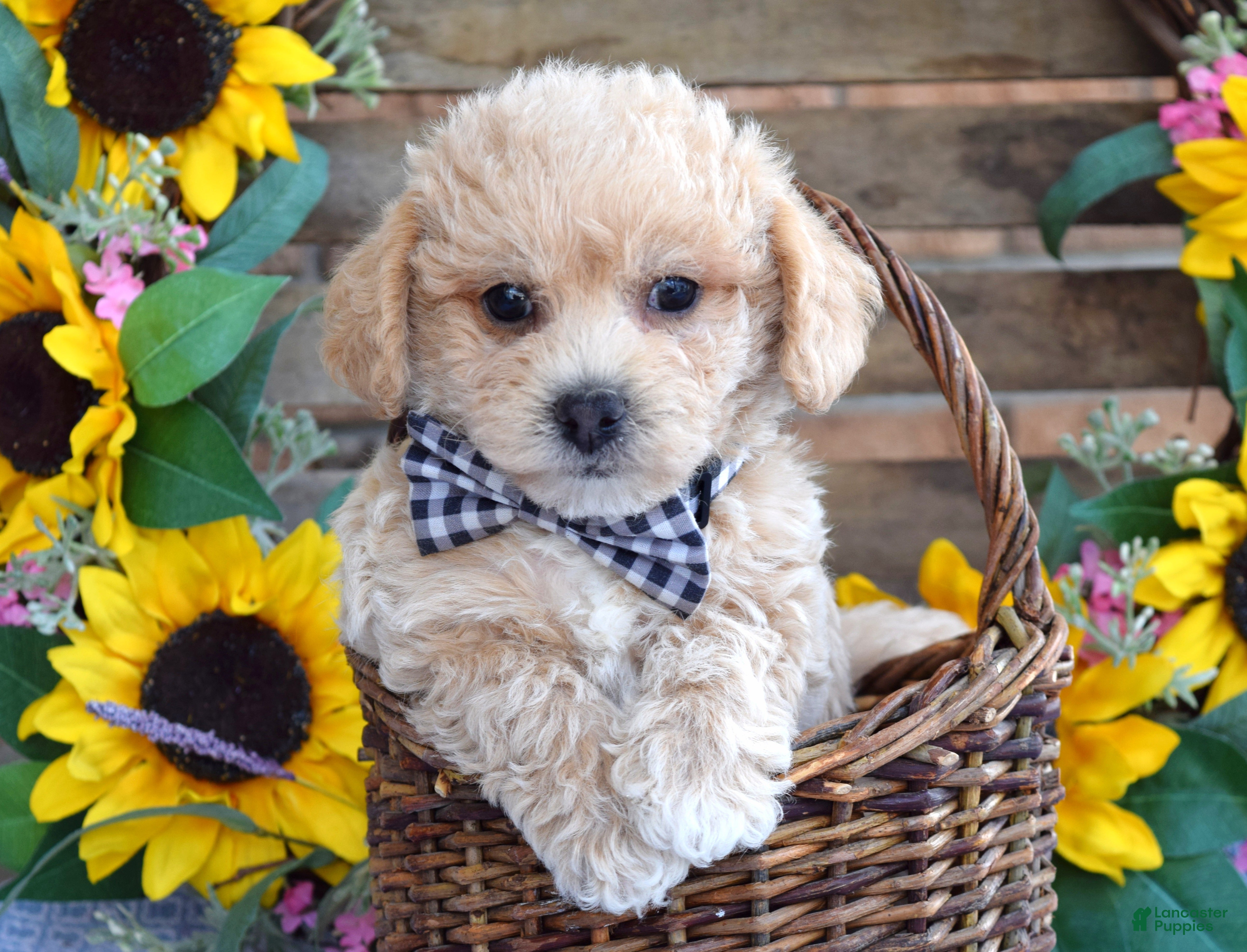 Maltipoo dogs Toby - Ad 2
