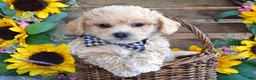 Maltipoo dogs for sale: Toby - Ad 2