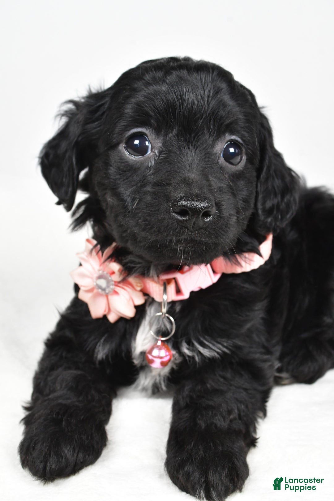 Cavapoo dogs for sale: Shelly - Ad 4