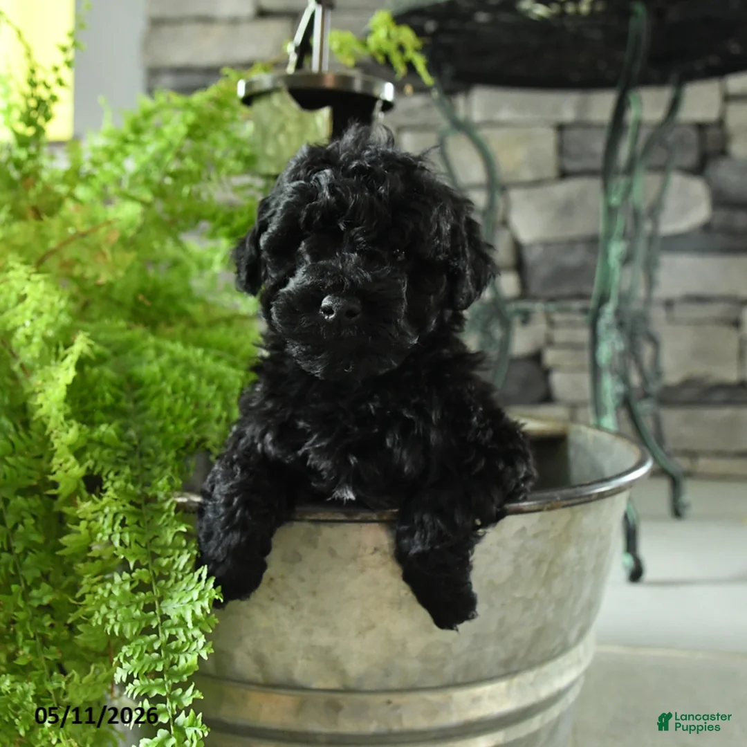 Yorkiepoo dogs for sale: Jet - Ad 1