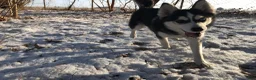 Pomsky dogs for sale: Pomsky Puppy 2 - Ad 4