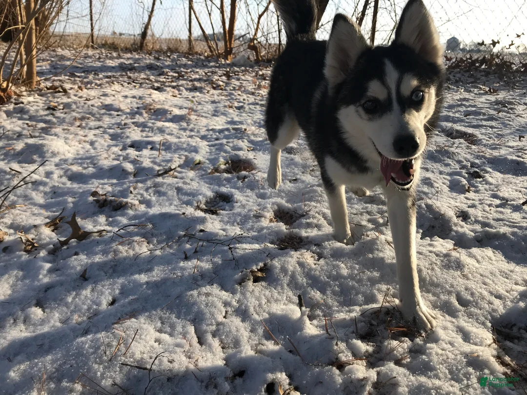 Pomsky dogs for sale: Pomsky Puppy 2 - Ad 4