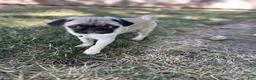 Pug dogs for sale: Pug 1 (Oscar) - Ad 3