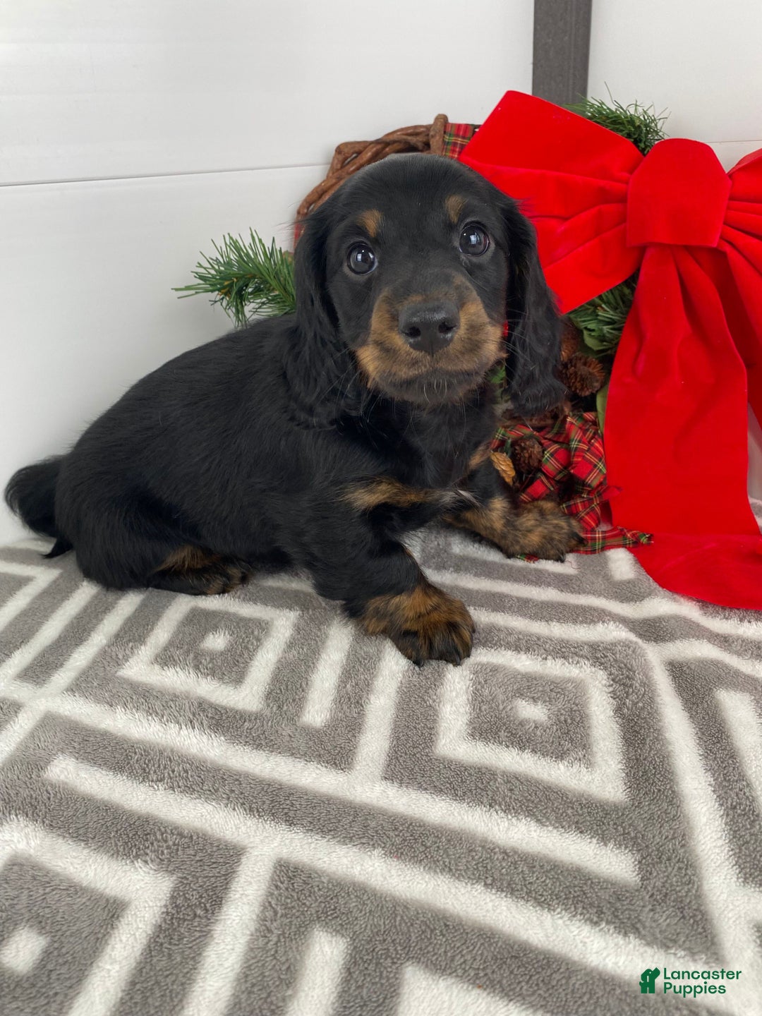Miniature Dachshund dogs for sale: Daisy - Ad 4