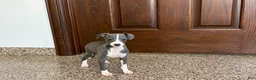 Italian Greyhound dogs for sale: Shanna  - Ad 3