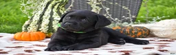Labrador Retriever dogs for sale: Caleb - Ad 4