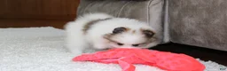 Pomeranian dogs for sale: Leonard - Ad 6