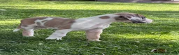 Great Dane dogs for sale: Parker Great Dane  - Ad 9