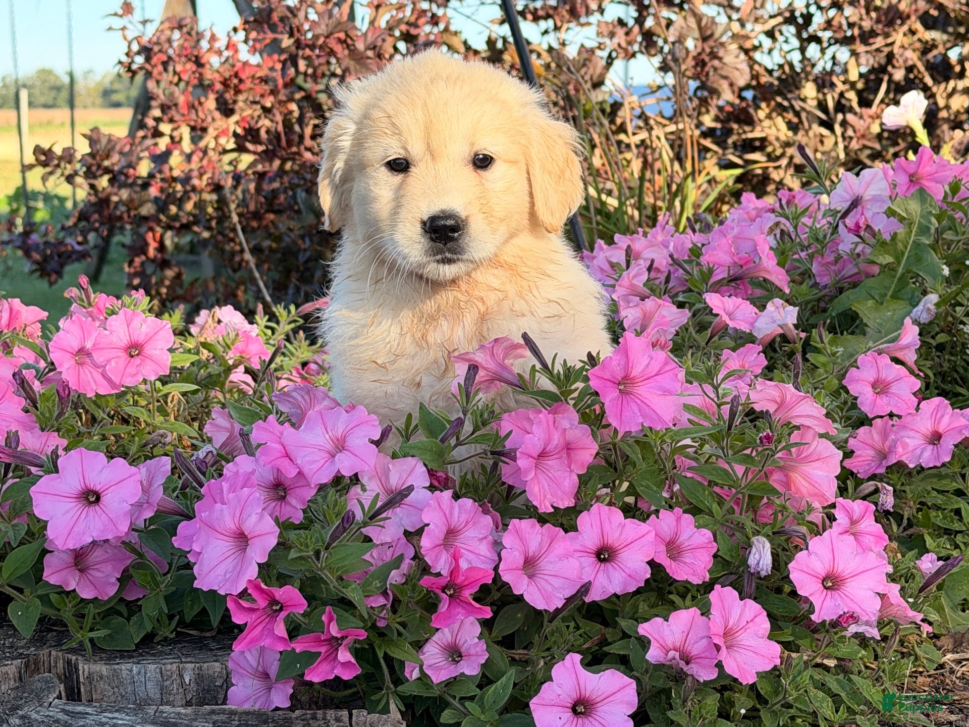 Winnie (Golden Retriever, Female) in Fountain City, IN